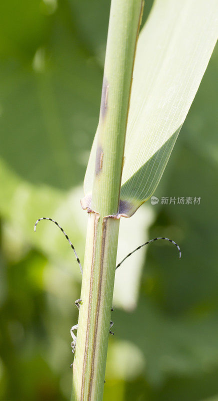 长角甲虫(Agapanthia villosoviridescens)躲藏